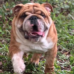 Rambo - Bulldog