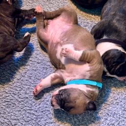Light pink - Red female American Staffordshire Terrier puppy in Cloverdale, Indiana from Woodshire American Staffordshire Terrier’s