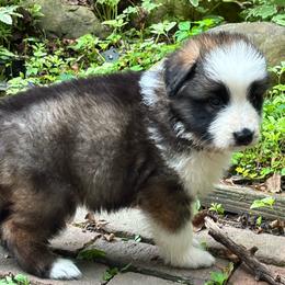Sable male panda - Panda male German Shepherd puppy in Lordstown, Ohio from Jewels German Shepherd