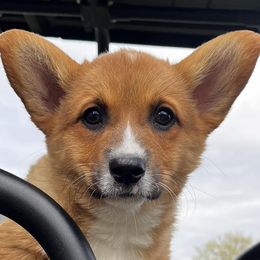 Miniature Australian Shepherds and Pembroke Welsh Corgis from Cannon Hill Kennels