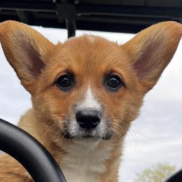 Miniature Australian Shepherds and Pembroke Welsh Corgis from Cannon Hill Kennels