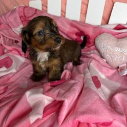 Toby - Brindle male Dachshund puppy in Lake City, Florida from My Ditzy Doxies of Florida