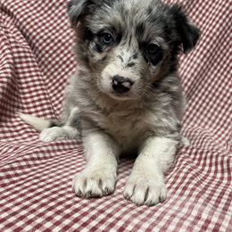 Border Collie Puppies from By Design Farm
