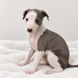 Quinn - White and blue male Italian Greyhound puppy in Lakeland, Florida from Elite Doxies Florida
