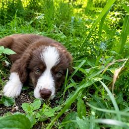 Howl - Red tri male Miniature Australian Shepherd puppy in Macomb, Missouri from Show Me MO Aussies