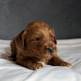 Light blue - Red male Australian Labradoodle puppy in Auburn, Washington from West Valley Labradoodles