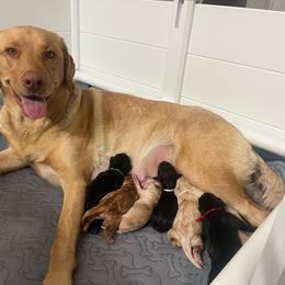 Labrador Retriever puppies from Stirpe Corleone Labradors