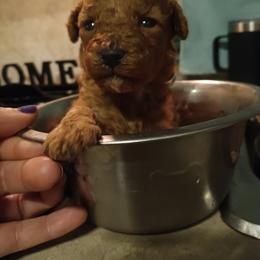 Gingerbread Cookie - Red  male Poodle puppy in Sandpoint, Idaho from Teddy Bear Toy Poodles