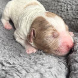 Sebastian - Chocolate male Goldendoodle puppy in Pine Grove, California from Lundee Doodles