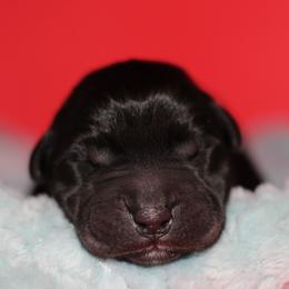 Viper - Black male Labrador Retriever puppy in Morrilton, Arkansas from Ancient Dogges Performance Dogs