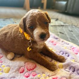 Aria - Apricot female Aussiedoodle puppy in Deer Park, Washington from Doodle Paw Ranch