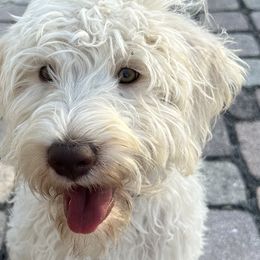 Turkey - Cream Labradoodle puppy in Naples, Florida from Devoted Labradoodles