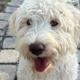Turkey - Cream Labradoodle puppy in Naples, Florida from Devoted Labradoodles