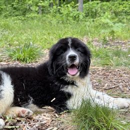 Junior OFA - White and black male Newfoundland puppy in Falmouth, Michigan from Dyer Lake Newfoundland’s
