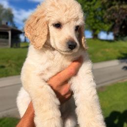Angel - Cream female Poodle puppy in Washington, Pennsylvania from Patriotic Poodles