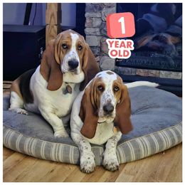 Basset Hound All Grown Up from Shauna Jones Family Basset Hounds