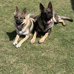 German Shepherd All Grown Up from A2 German Shepherd Dogs