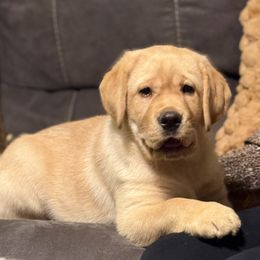 Dannie - Labrador Retriever