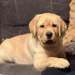 Dannie - Labrador Retriever