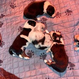 Border Collie Puppies from Bridges Border Collies