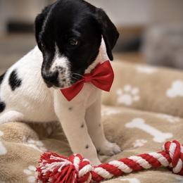 Red collar male available - Black and white male German Shorthaired Pointer puppy in Hardeman County, Tennessee from Howell Farm GSP