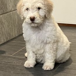 Comet - Aussiedoodle puppy from H & A Kennels