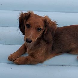 Dachshunds from Doxie Dasch