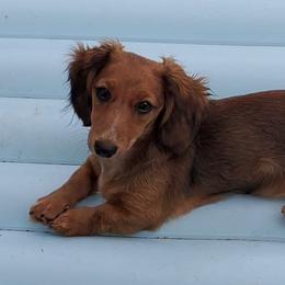 Dachshunds from Doxie Dasch
