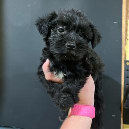 Pink girl - Black and silver female Miniature Schnauzer puppy in Hickory Grove, South Carolina from Oopsie Doodles