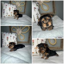 Gracie - Black and gold female Morkie puppy in Cleveland, Tennessee from Moody’s Morkies and More