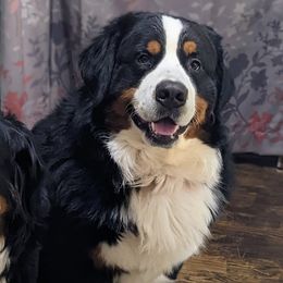 Bernese Mountain Dogs from Campany Berners