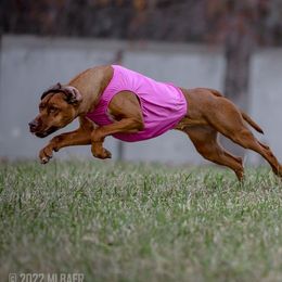 Apple Pie - Rhodesian Ridgeback