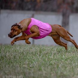 Apple Pie - Rhodesian Ridgeback