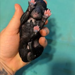 Stuffin' - Black female American Hairless Terrier puppy in Phoenix, Arizona from Bare Valley