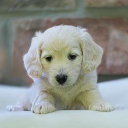 Rudy - Cream female Dachshund puppy in Richmond, Virginia from Irresistible Dachshunds & Cavaliers
