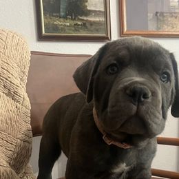 Penny - Gray female Cane Corso puppy in Utah from 3Lake Kennelz
