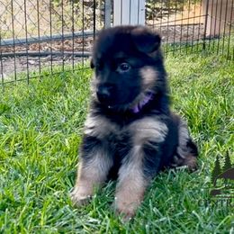 Girl 2 - female German Shepherd puppy in Paso Robles, California from Central Coast German Shepherds