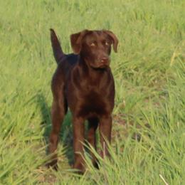 Snipe - Labrador Retriever