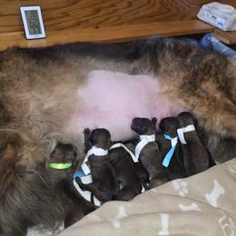 White Collar - Reddish brown female Leonberger puppy in Perry County, Pennsylvania from Corazon de Leon Leonbergers