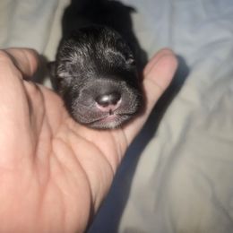 Boy 2 - Gray silver and black male Keeshond puppy in Logan, Ohio from Hocking Hills Keeshonds