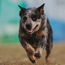Bluey - Australian Cattle Dog