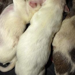 White Girl One - White female Mal-Shi puppy in Calhan, Colorado from Millennium Falcon Kennels