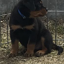 Rottweiler Puppies from Premier Rottweilers