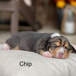 Chip - Black tan and white male Beagle puppy in Mansfield, Missouri from Rippee Creek Kennel