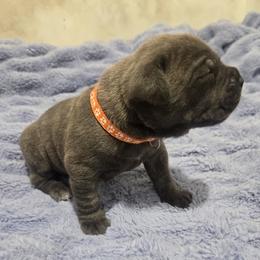 Orange Collar - Gray and fawn female Cane Corso puppy in Beaver Crossing, Nebraska from Blue River Cane Corso