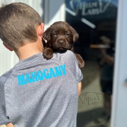 Mahogany - Chocolate female Dilute Retriever puppy in Forest City, Iowa from Helm Labs