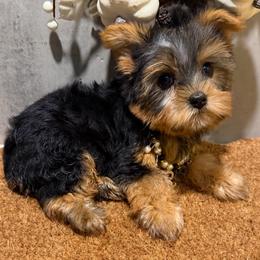 Angel - Black and gold female Yorkshire Terrier puppy in Maple Heights, Ohio from Yorkiesllc