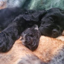 Cocker Spaniel Puppies from Top Notch Sporting Dogs