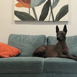 Xoloitzcuintli from Rozma Xolos