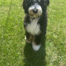 Assorted Doodle Crosses, Australian Labradoodle, Bernedoodle, Goldendoodle, and Labradoodle All Grown Up from Erica’s Doodles
